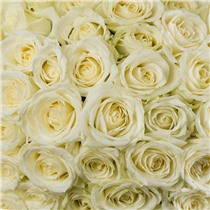 Классические розы