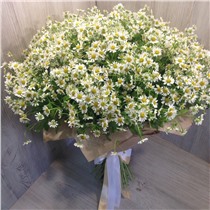Букет из 51 веточки ромашек 