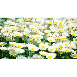 Картина стразами (набор) "Полевые ромашки" 75х50 см